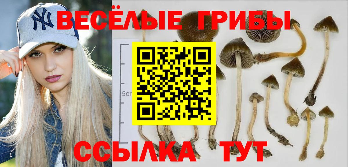Псилоцибиновые грибы Cubensis  Вход с VPN  Киселёвск 